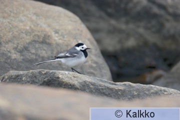 västäräkki 023.jpg