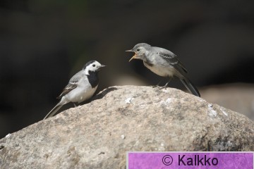 västäräkki 038.jpg