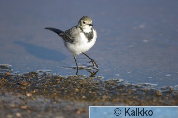 västäräkki 044.jpg
