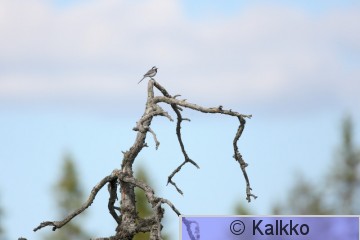 västäräkki 064.jpg