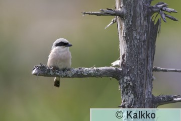pikkulepinkäinen 003.jpg