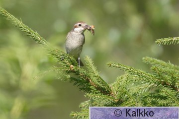 pikkulepinkäinen 072.jpg