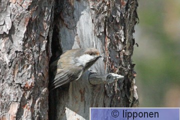 lapintiainen_IMG_6999cP.jpg