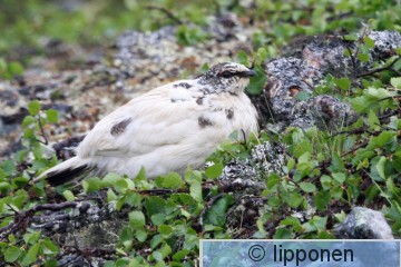 kiiruna_IMG_6894cP.jpg