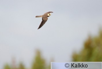 punajalkahaukka 173.jpg