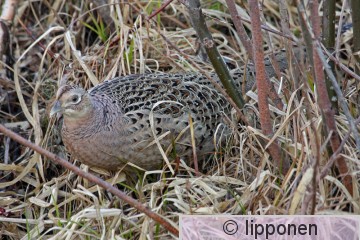 fasaani_IMG_0664cP.jpg