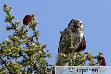 hiiripo&#776;llo&#776;_IMG_6735cP.jpg