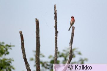 punavarpunen 049.jpg