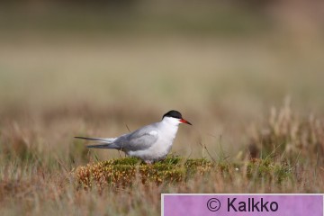kalatiira 015.jpg
