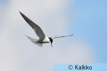kalatiira 023.jpg