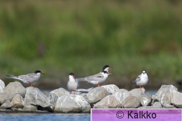 kalatiira 083.jpg