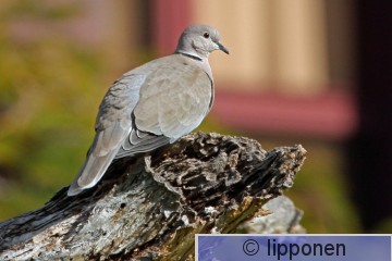 turkinkyyhky_IMG_4804cP.jpg