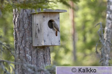 leppälintu 050.jpg