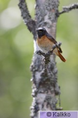 leppälintu 083.jpg