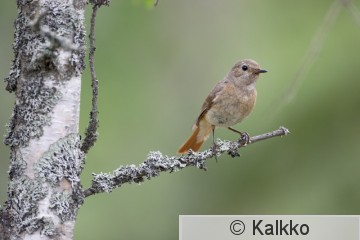 leppälintu 098.jpg