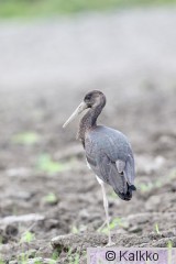 mustahaikara 018.jpg