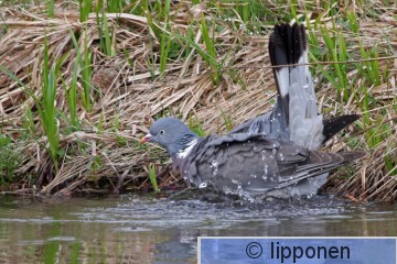 sepelkyyhky_IMG_1525cP.jpg