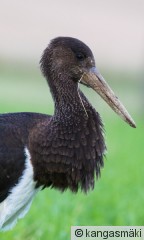 cicnig03iso-1479.jpg