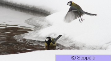 talitiaiset_Tampere100131_iso.jpg