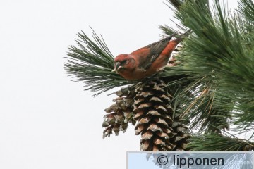 pikkuka?pylintu-3359.jpg