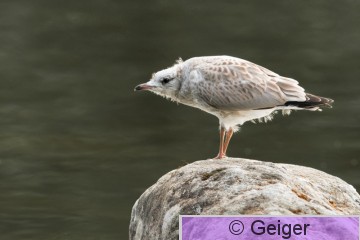 7D2_1145.jpg