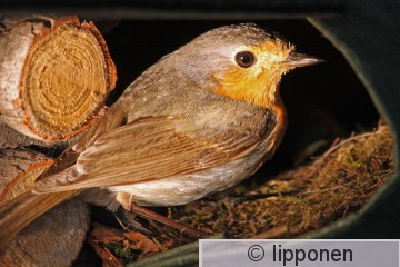 punarinta_IMG_6713cP.jpg