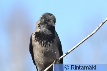 DSC_7001.JPG