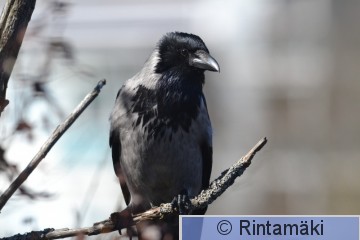 DSC_7099.JPG
