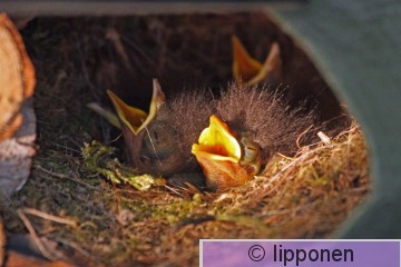 punarinta_IMG_6706cP.jpg