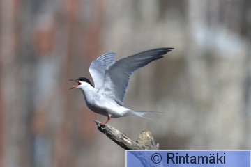 DSC_7077.JPG
