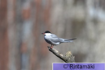 DSC_7081.JPG