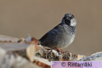 DSC_7182.JPG