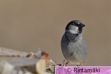 DSC_7188.JPG