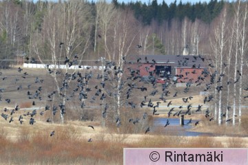 Naakkoja 26.3.2017 Sastamalan Koivuniemenjärvi Pekka Rintamäki.JPG