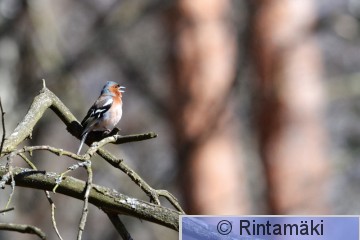 Peippo 23.4.2017 Ylöjärvi Pekka Rintamäki.JPG
