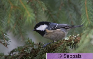 kuusitiainen_Kuru171125_iso.jpg