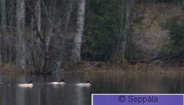 isokoskelot_Tampere171119_iso.jpg