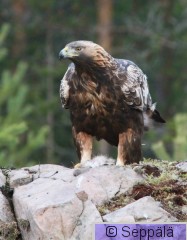 maakotka_Utajarvi171109_iso1.jpg