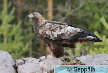 maakotka_Utajarvi171109_iso2.jpg