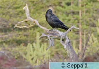 korppi_Utajarvi171109_iso1.jpg