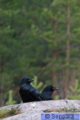 korppi_Utajarvi171109_iso2.jpg