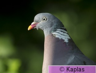 Colpal_006_17.jpg