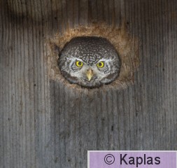 Glapas_001_17.jpg