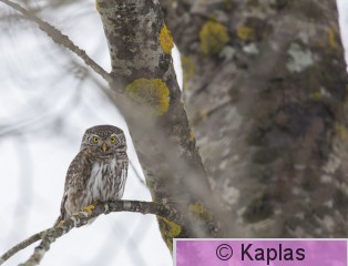 Glapas_002_17.jpg