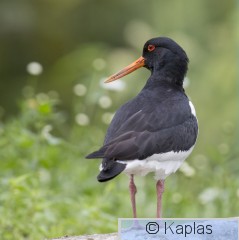 Haeost_005_17.jpg