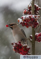 tilhi_Kuhmo171129_isoC.jpg