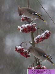 tilhi_Kuhmo171129_iso3.jpg