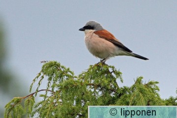 pikkulepinka&#776;inen_IMG_2365cP.jpg