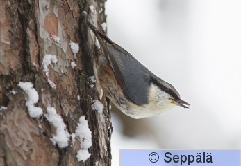 pahkinanakkeli_Helsinki171202_iso3.jpg