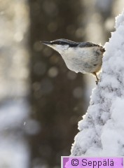 pahkinanakkeli_Helsinki171202_iso2B.jpg